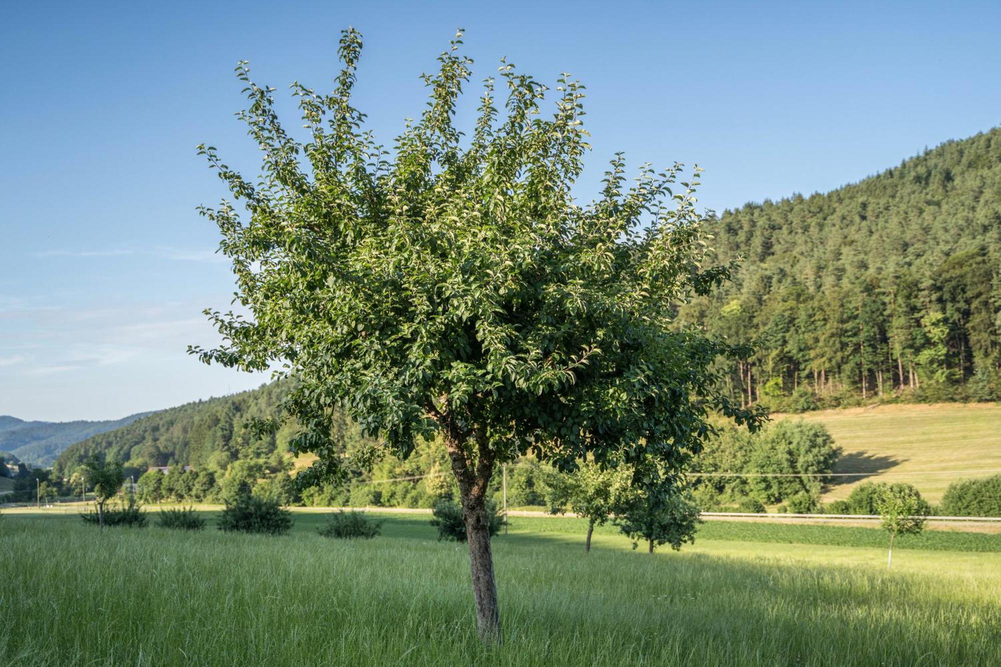 Ferienwohnung Ohnemus Schuttertal Exteriör bild